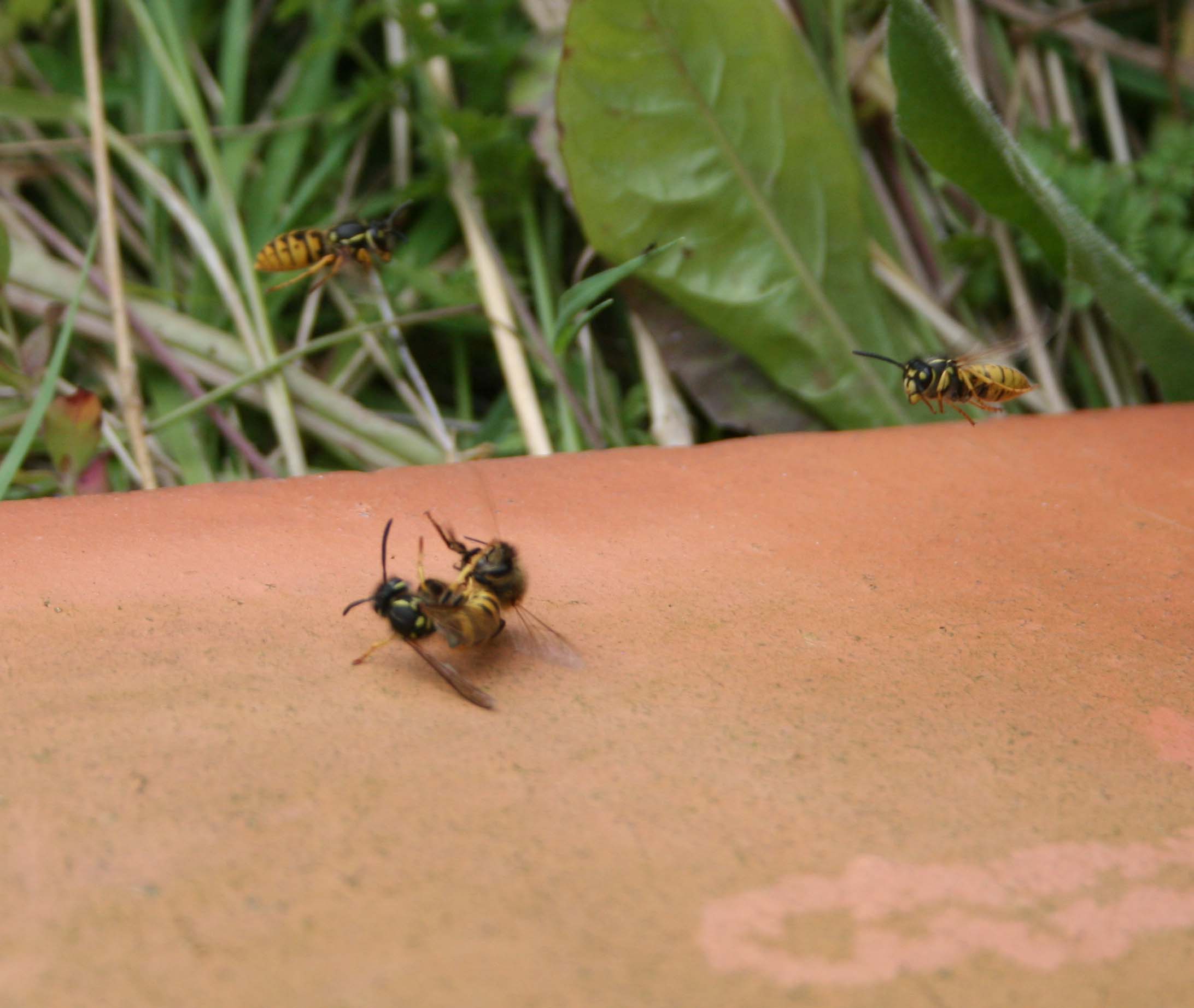 wasps-attacking-bees 028a.jpg